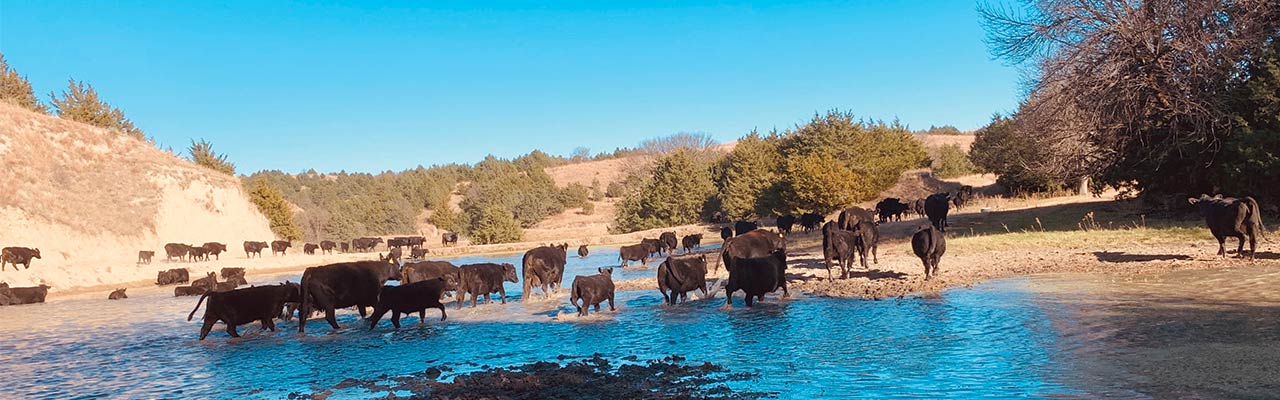 Cattle-moving-across-a-river
